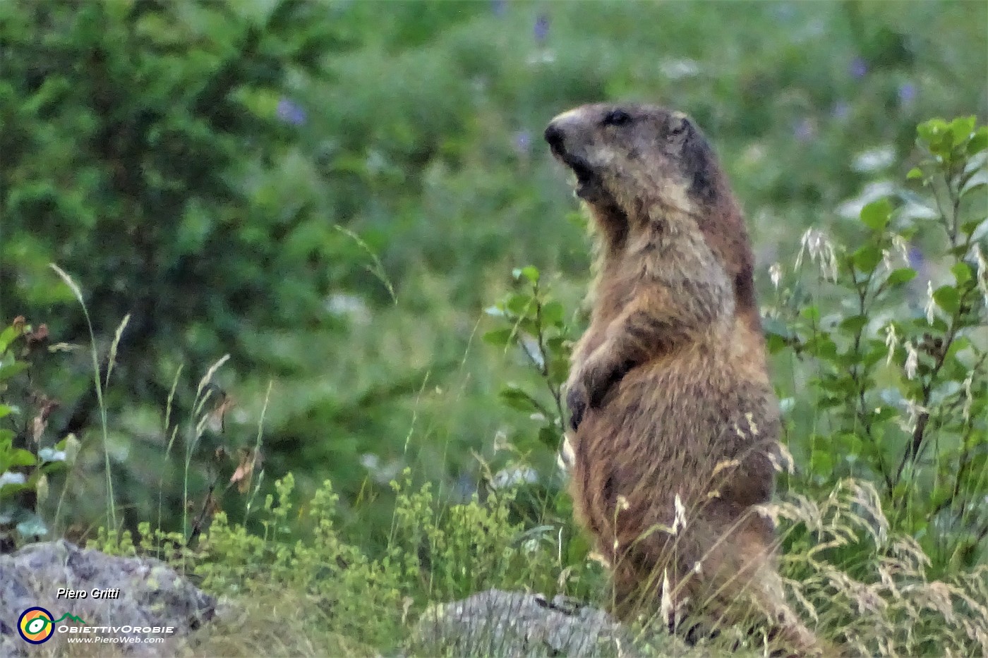 97 Una marmotta mi saluta conn un acutissimo fischio.JPG